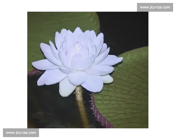 亚马孙王莲：黑夜绽放的 “善变花王”